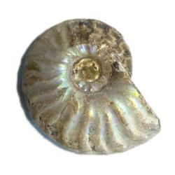 Ammonite nacrée Madagascar A